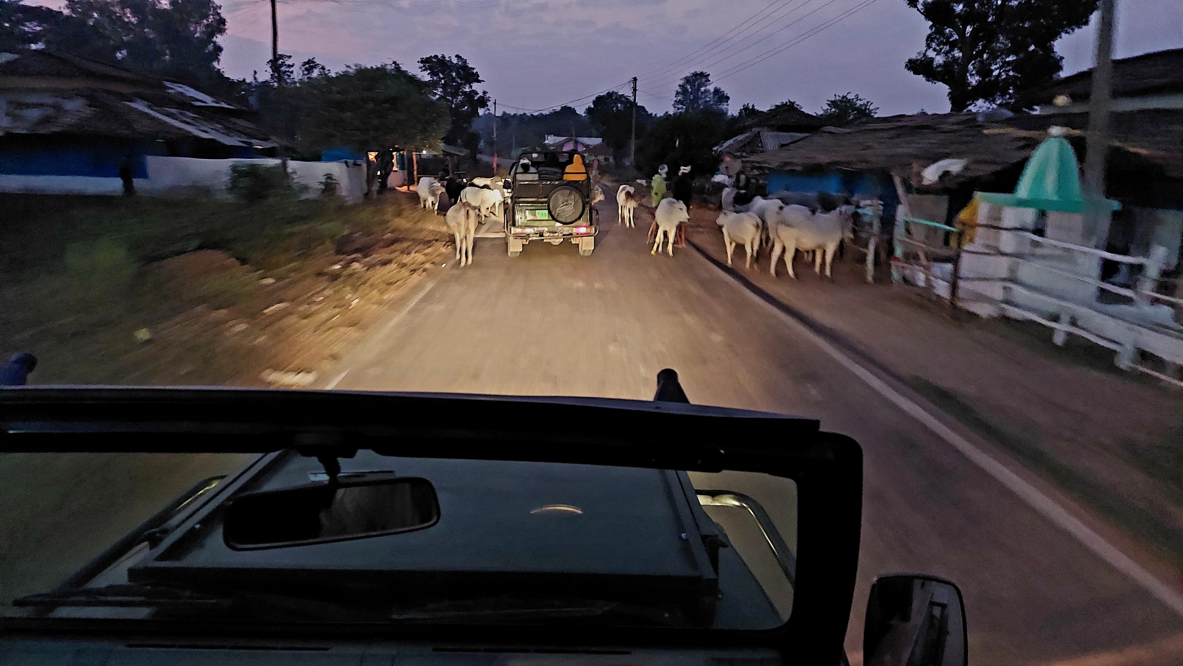 a_india_18nov2023_kanha2.jpg