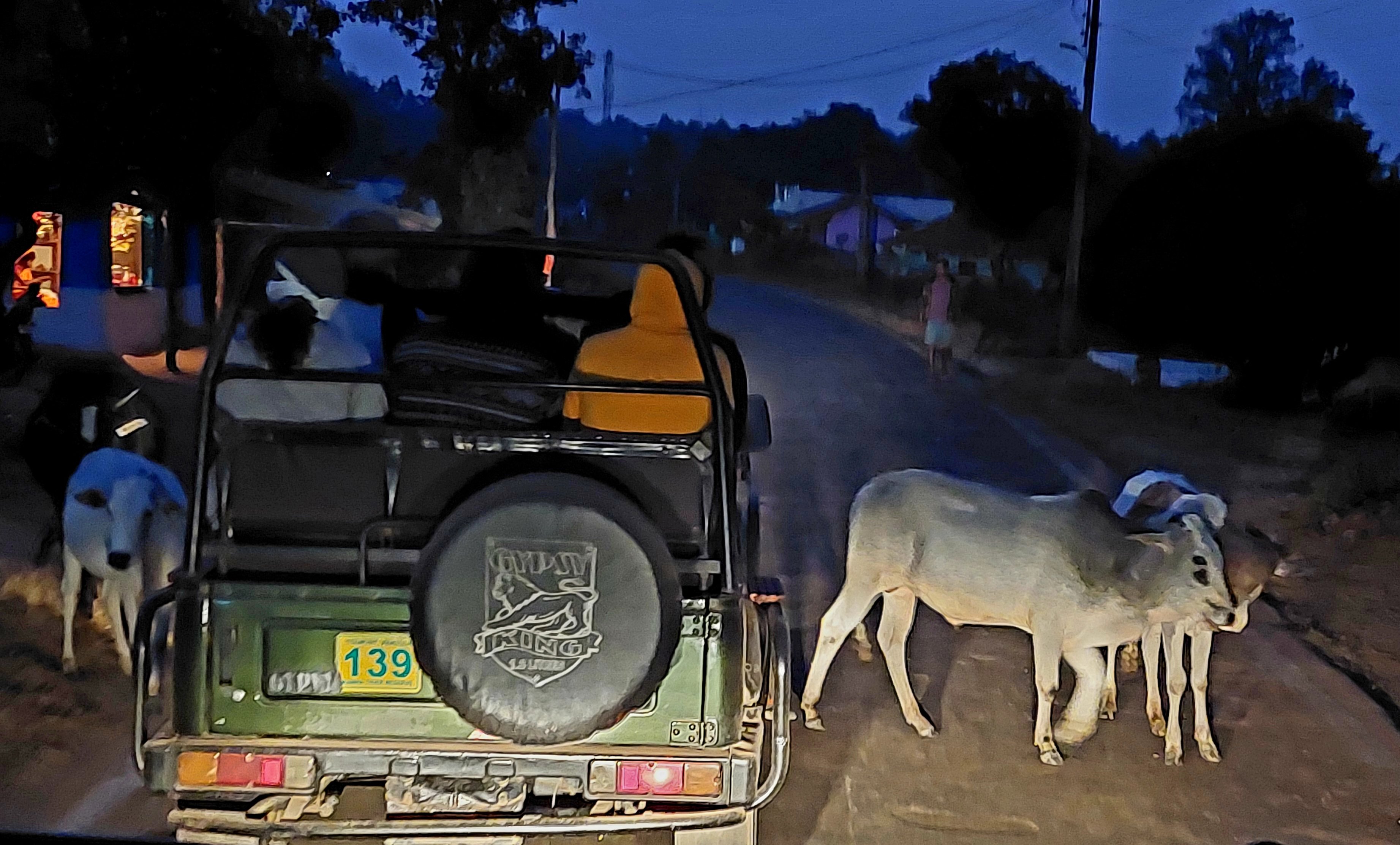 b_india_18nov2023_kanha2.jpg