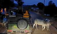 b_india_18nov2023_kanha2_small.jpg