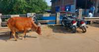 b_india_18nov2023_transfert_small.jpg