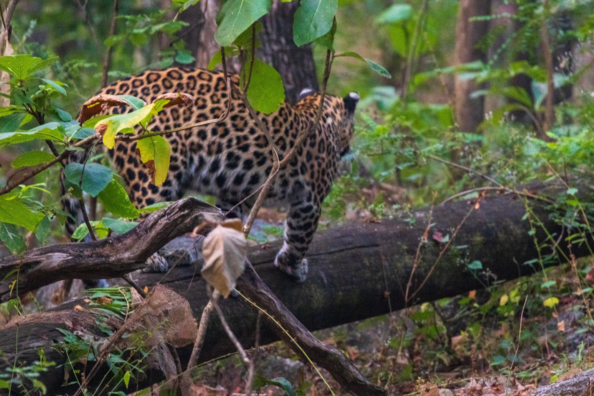 _india_18nov2023_pench101.jpg