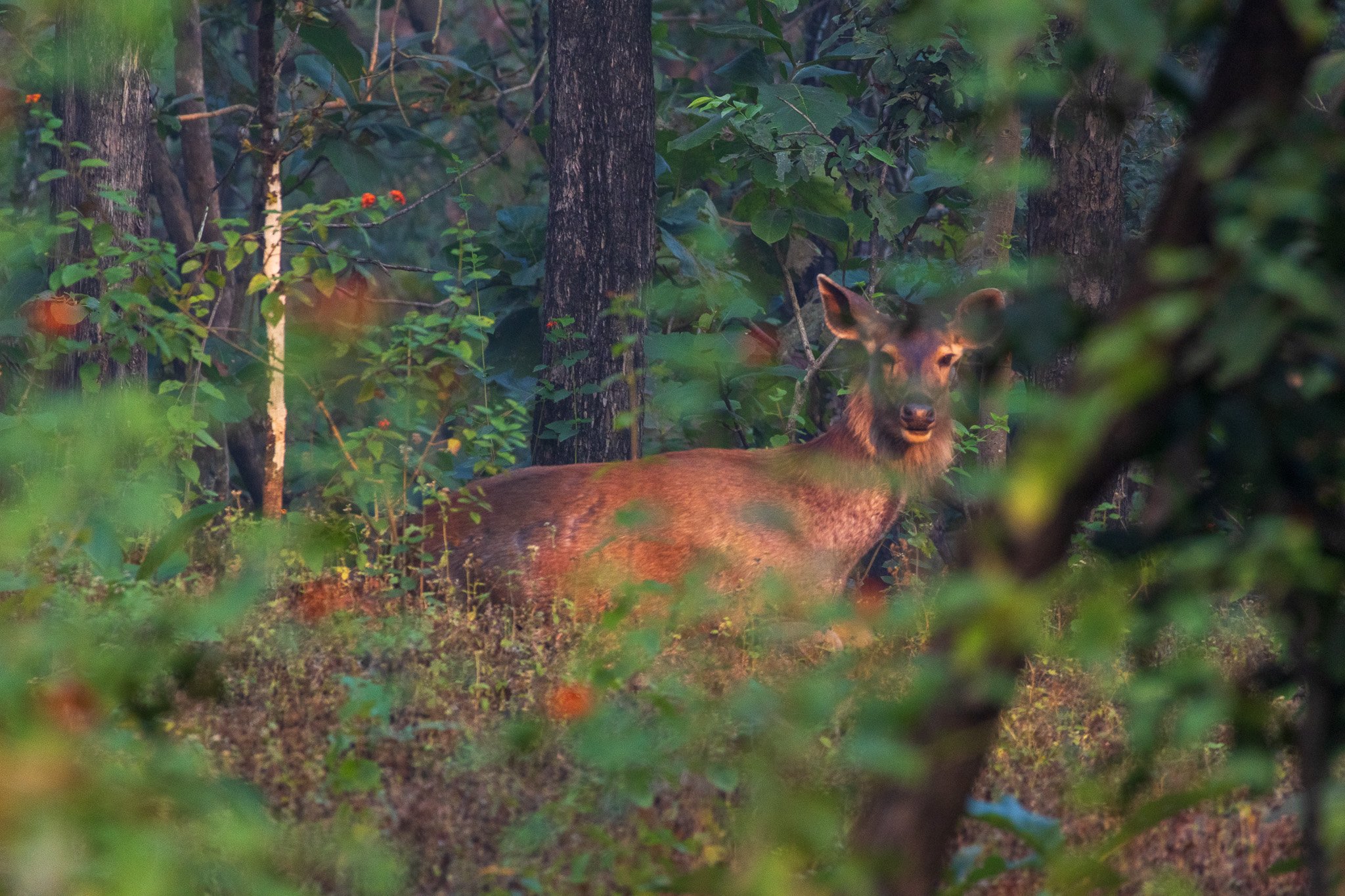 _india_18nov2023_pench113.jpg
