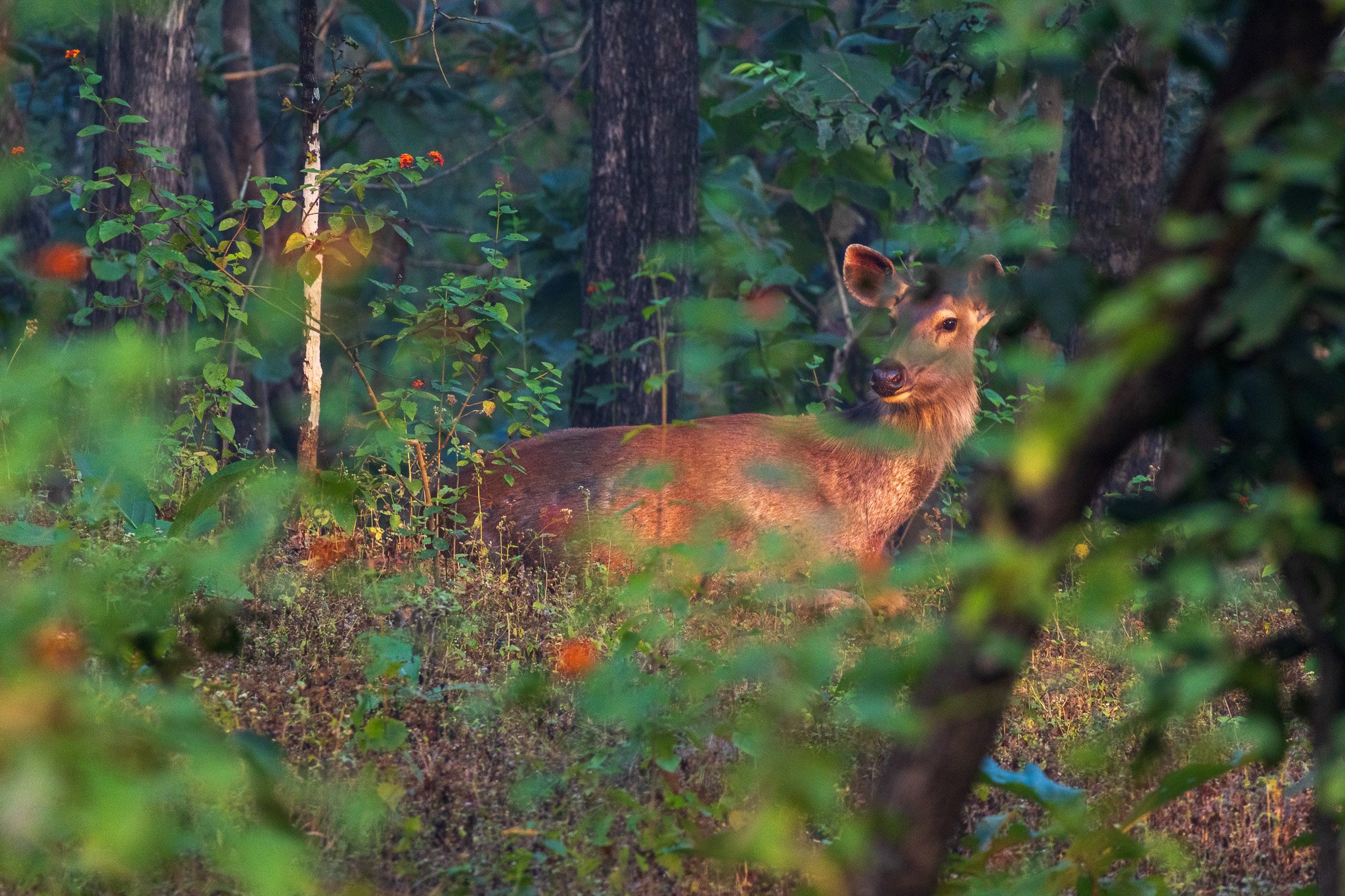 _india_18nov2023_pench116.jpg
