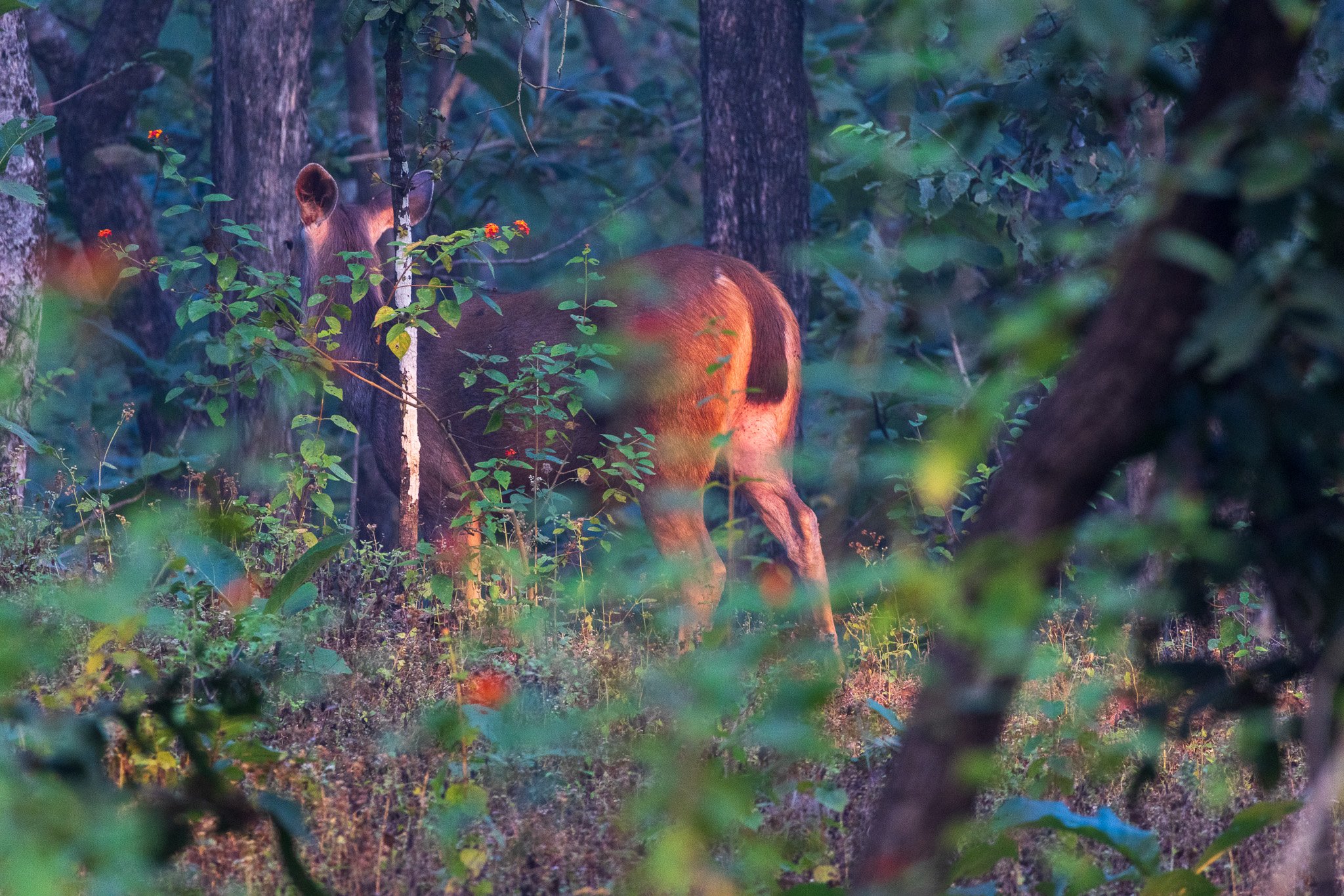 _india_18nov2023_pench120.jpg