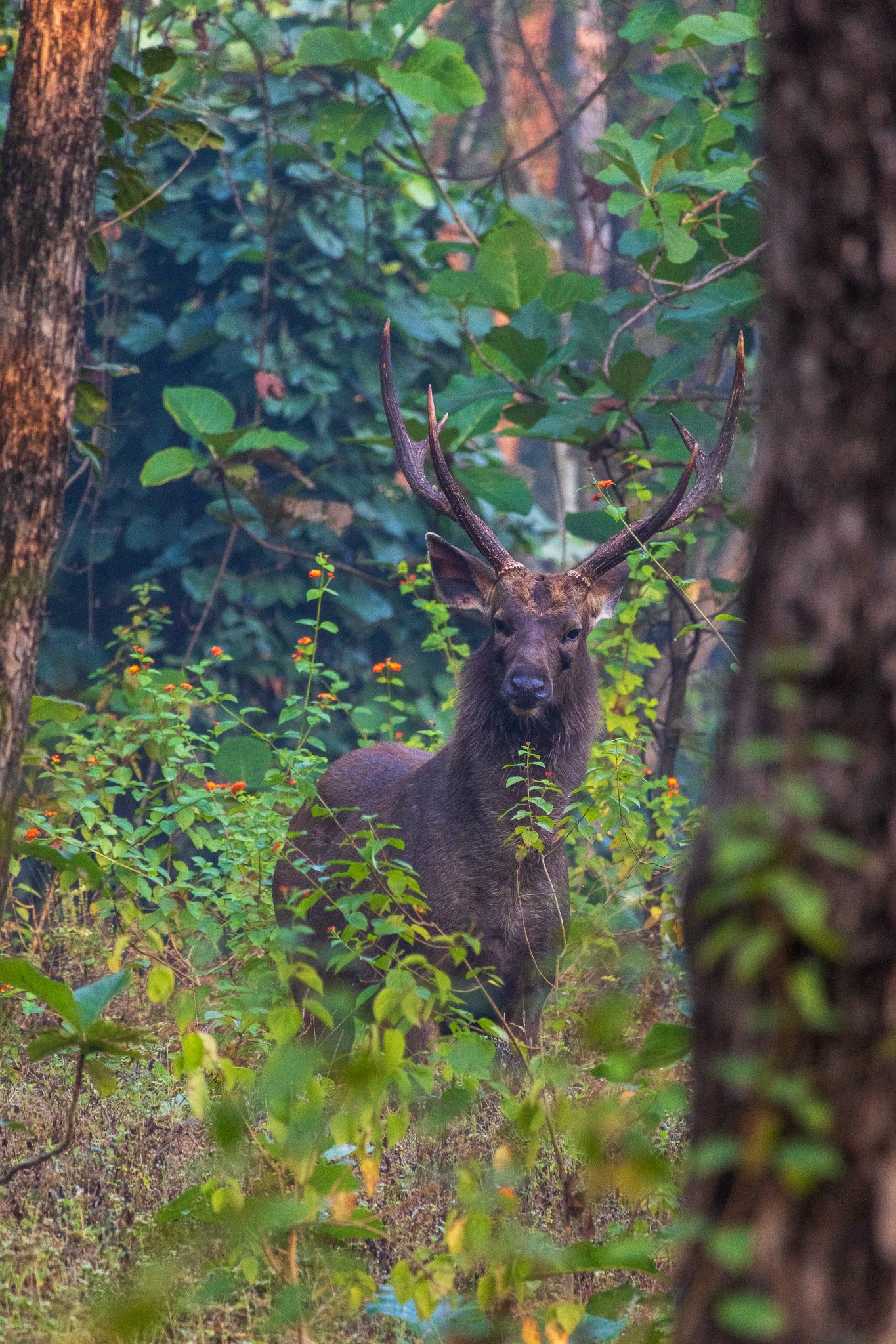 _india_18nov2023_pench123.jpg