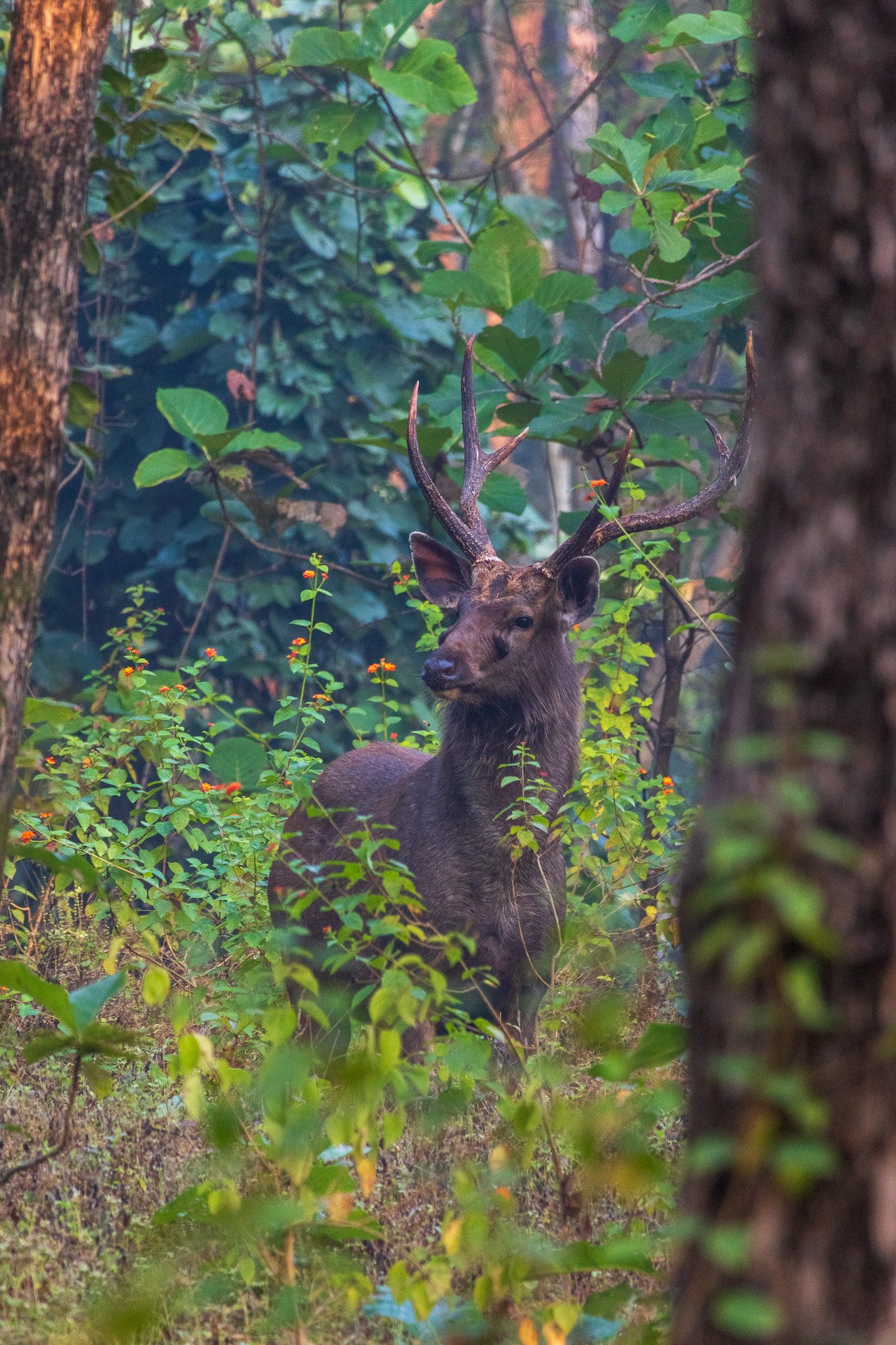 _india_18nov2023_pench124.jpg