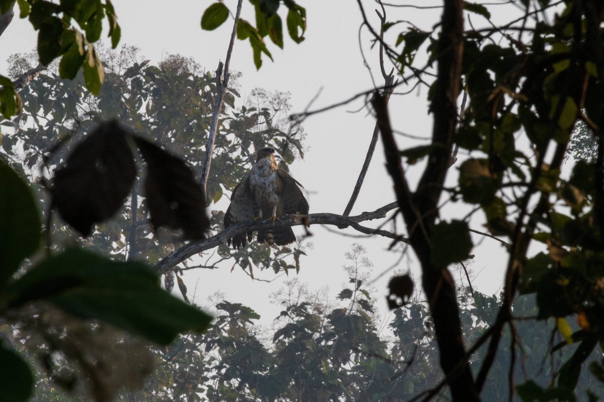 _india_18nov2023_pench132.jpg