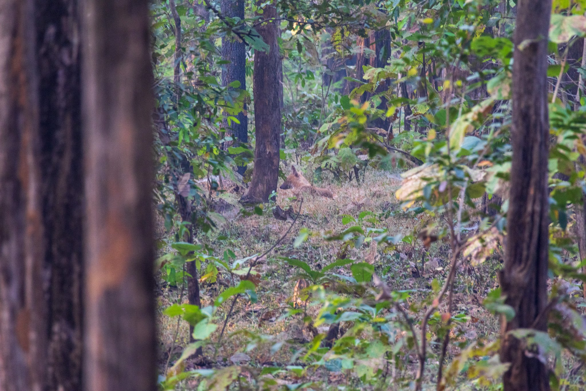 _india_18nov2023_pench138.jpg