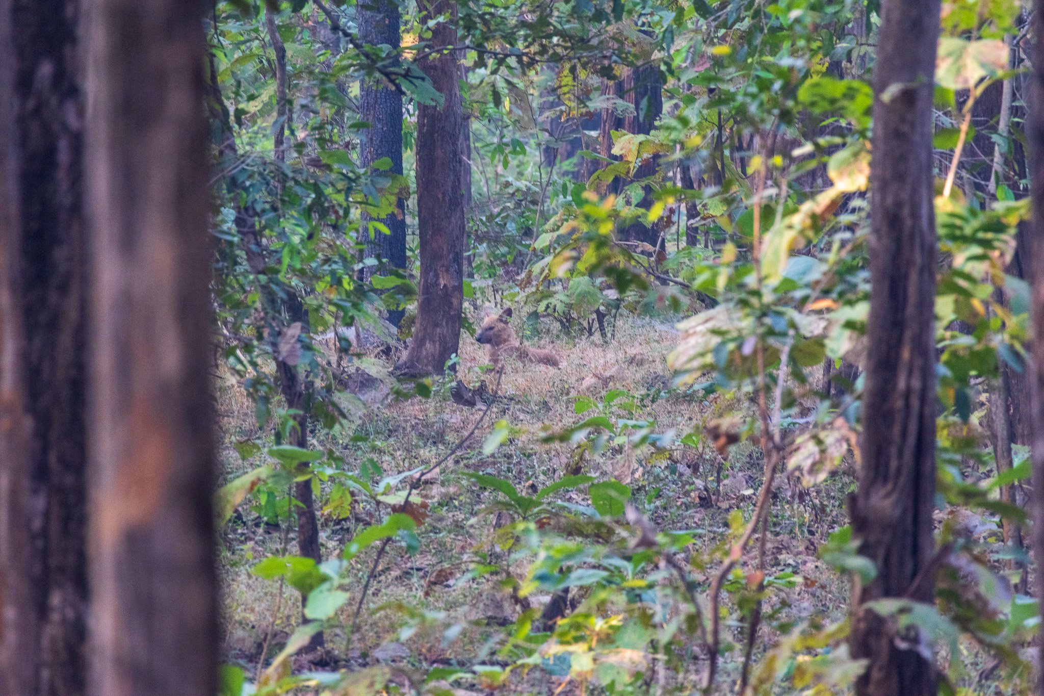 _india_18nov2023_pench141.jpg