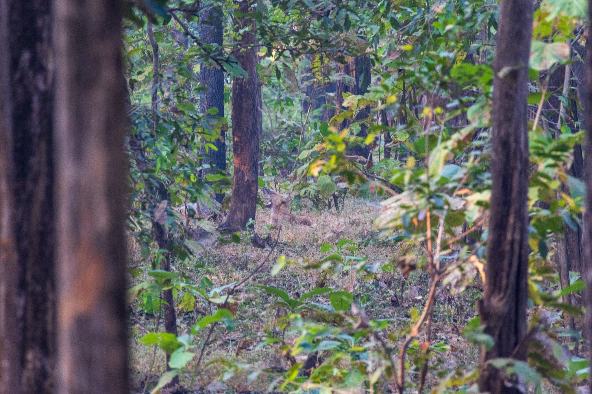 _india_18nov2023_pench143.jpg