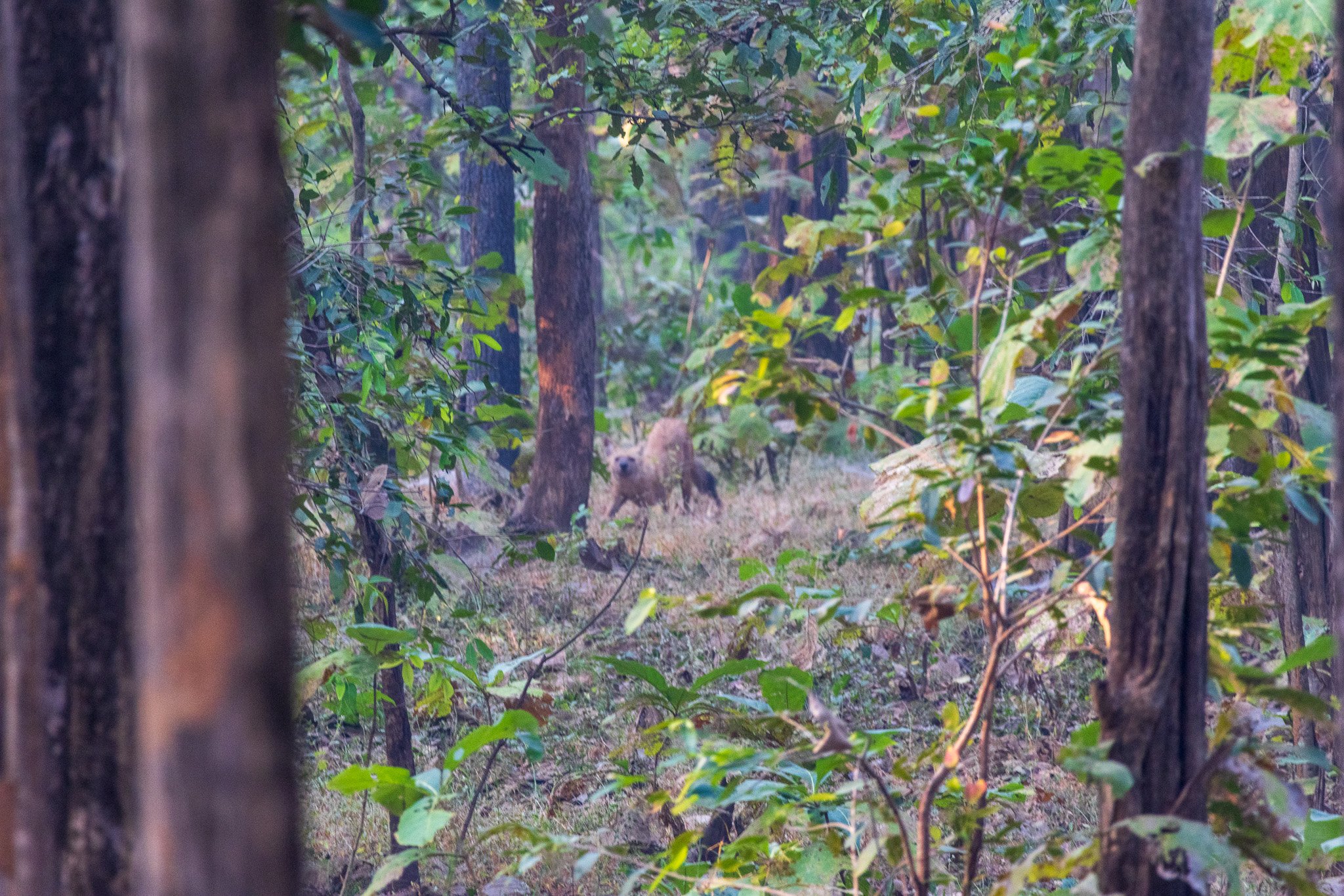_india_18nov2023_pench145.jpg