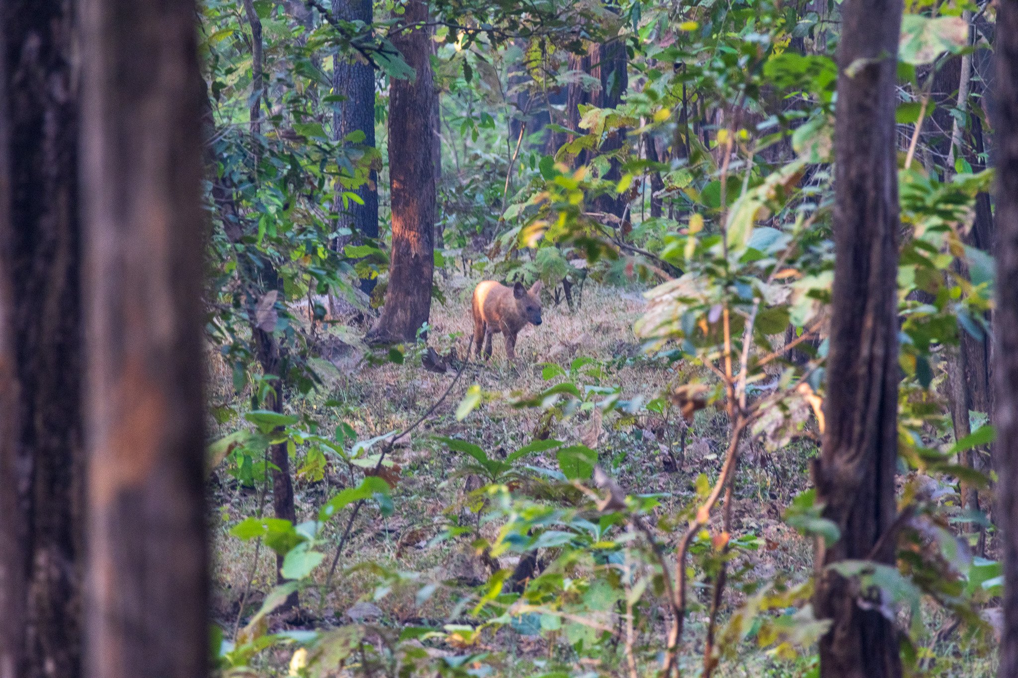 _india_18nov2023_pench148.jpg