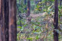_india_18nov2023_pench149_small.jpg