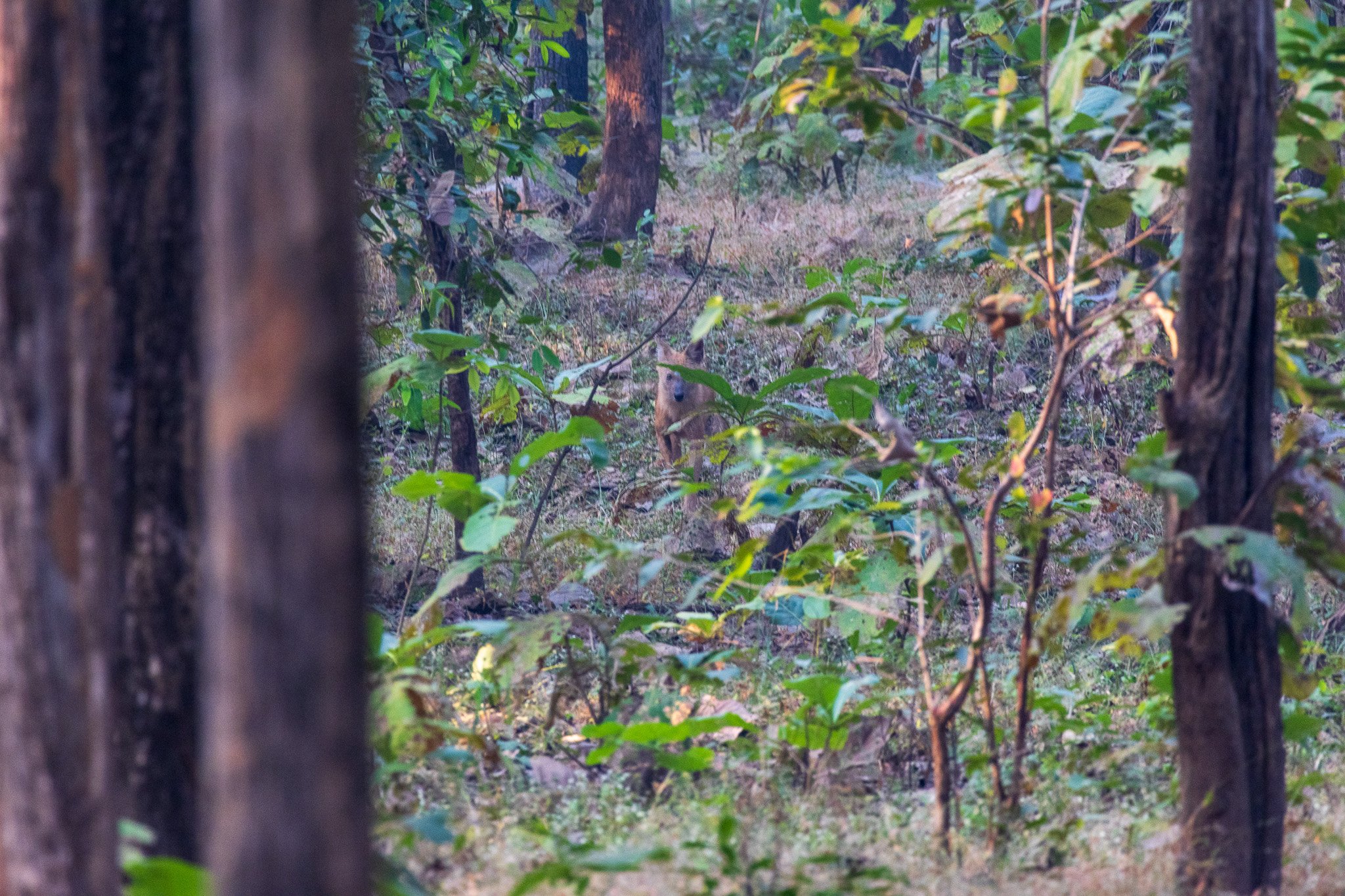 _india_18nov2023_pench150.jpg