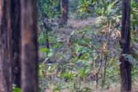 _india_18nov2023_pench150_small.jpg