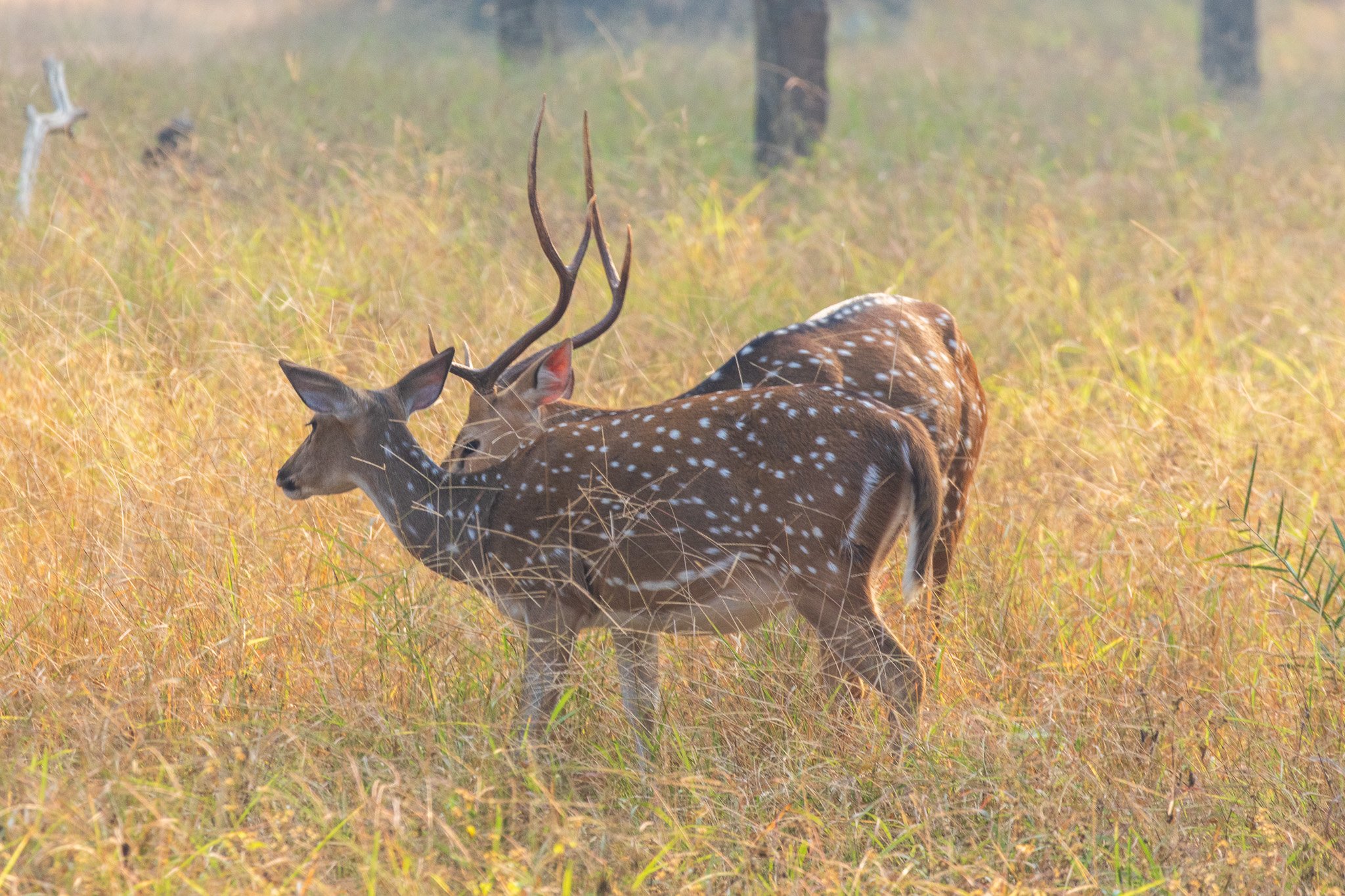 _india_18nov2023_pench156.jpg