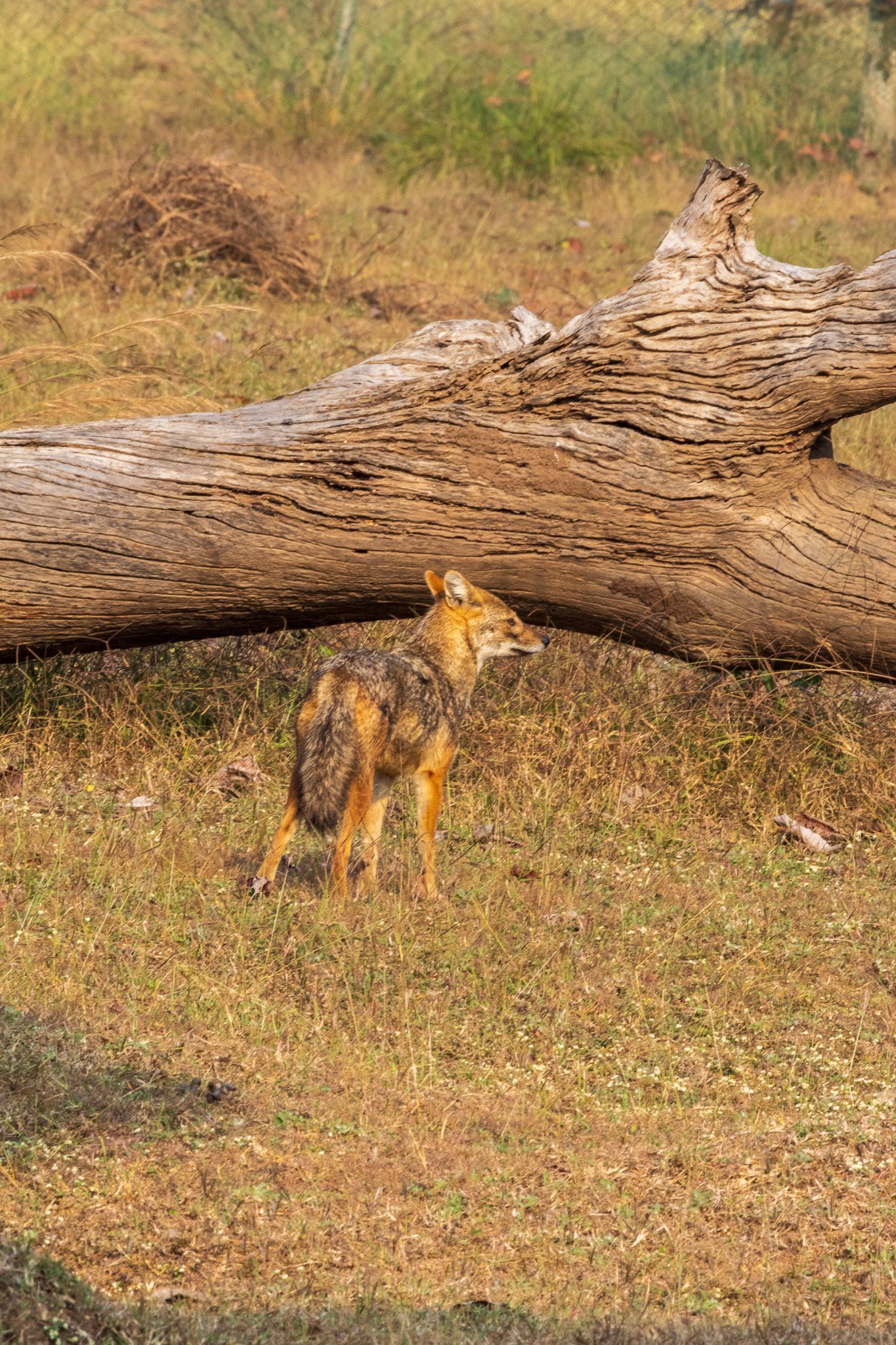 _india_18nov2023_pench163.jpg