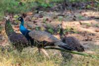 _india_18nov2023_pench174_small.jpg