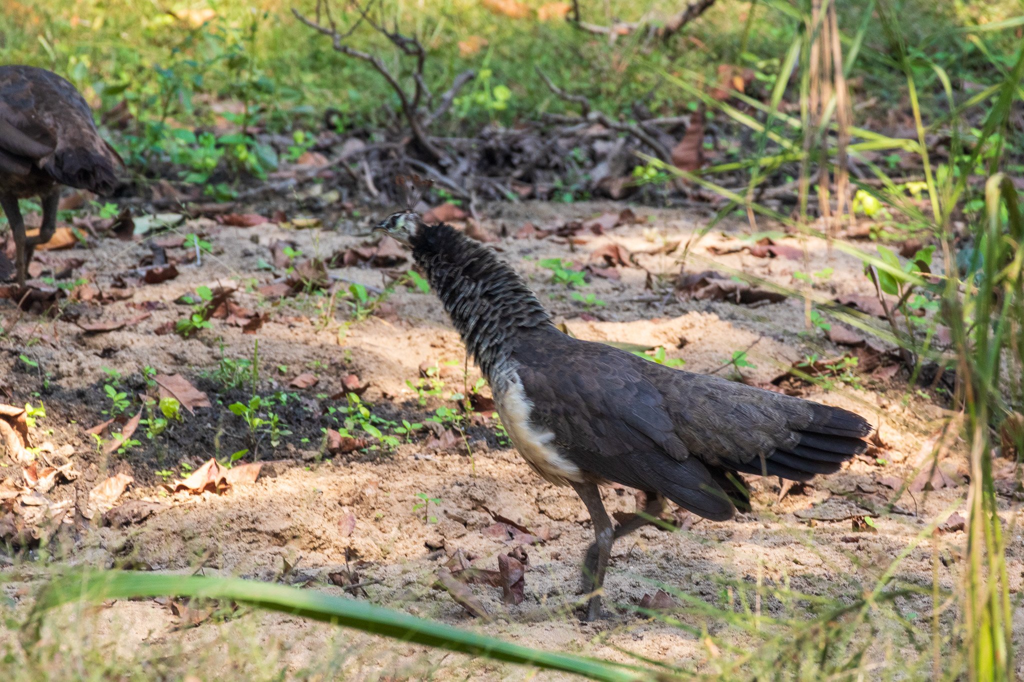 _india_18nov2023_pench175.jpg
