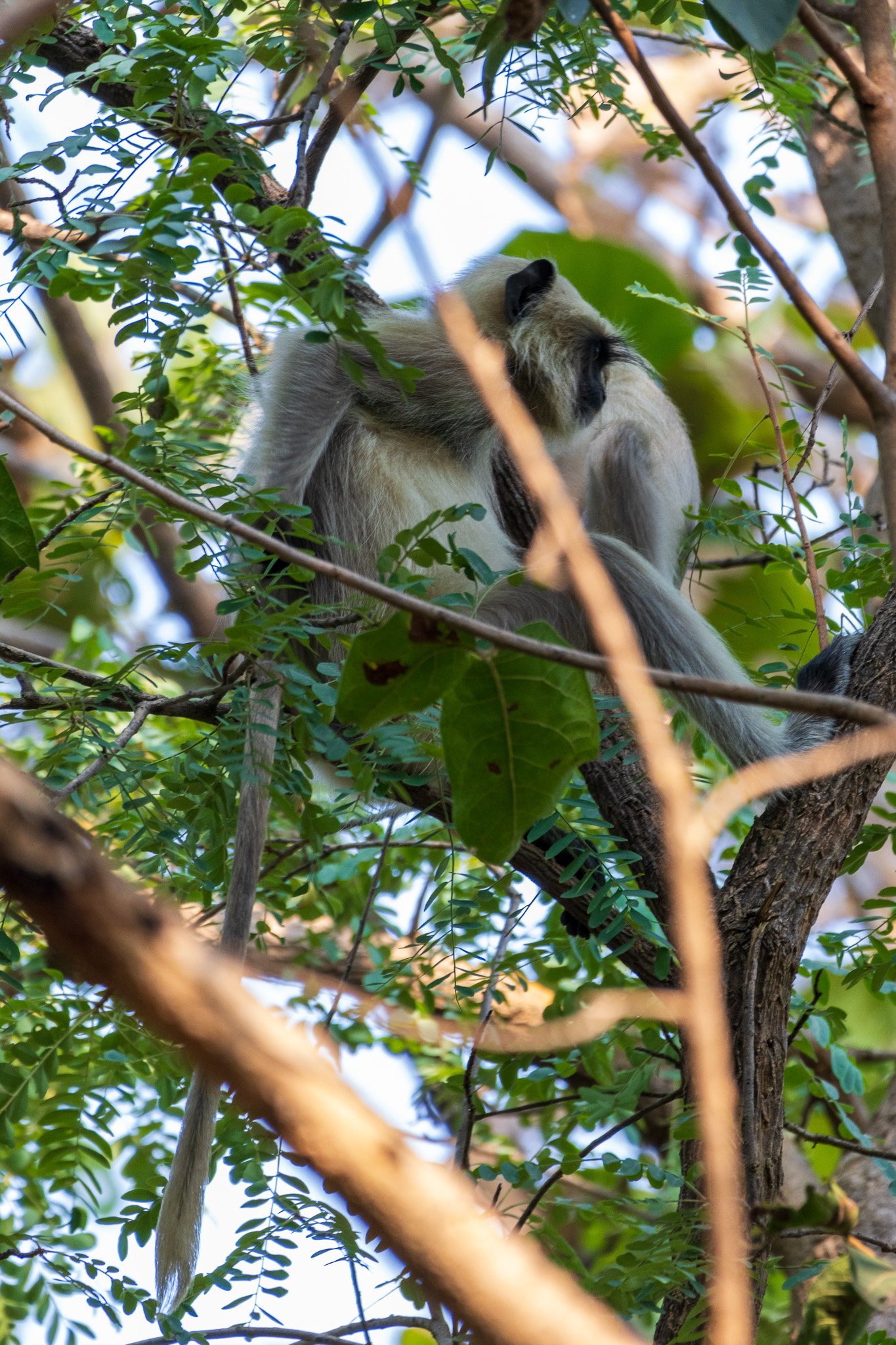 _india_18nov2023_pench180.jpg