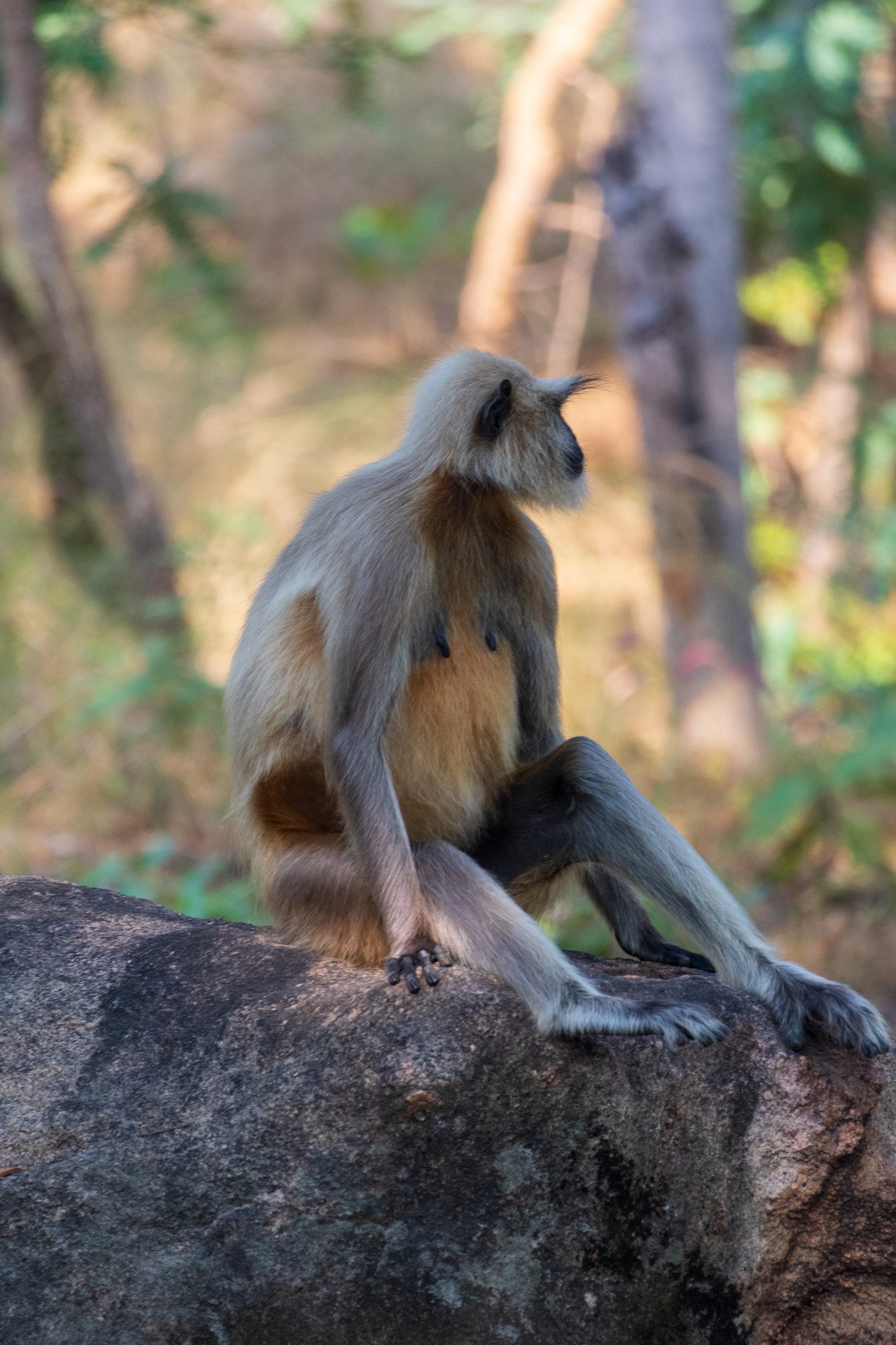 _india_18nov2023_pench183.jpg