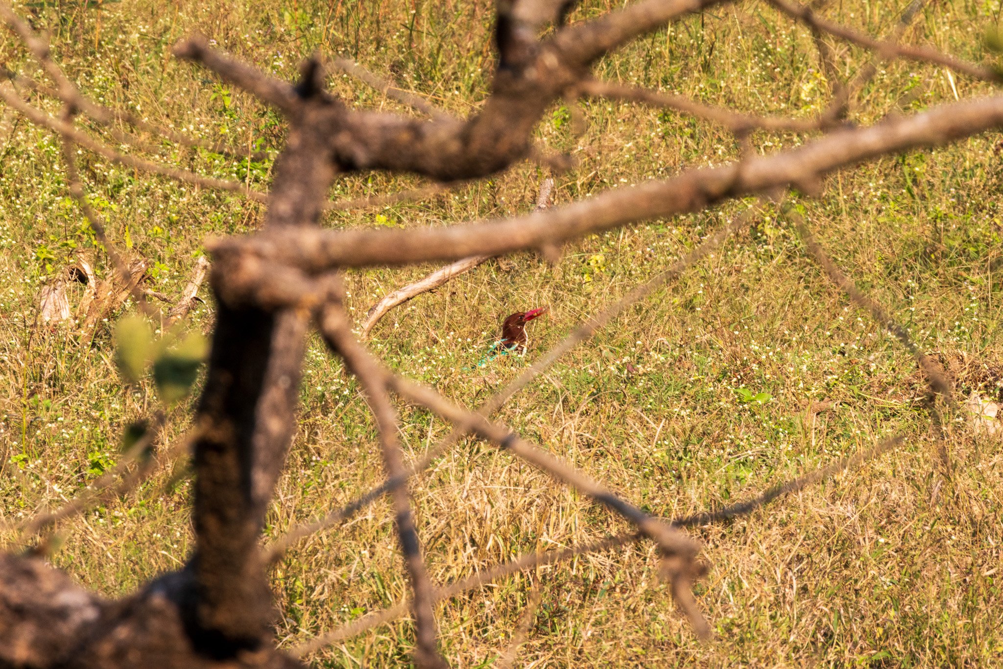 _india_18nov2023_pench19.jpg