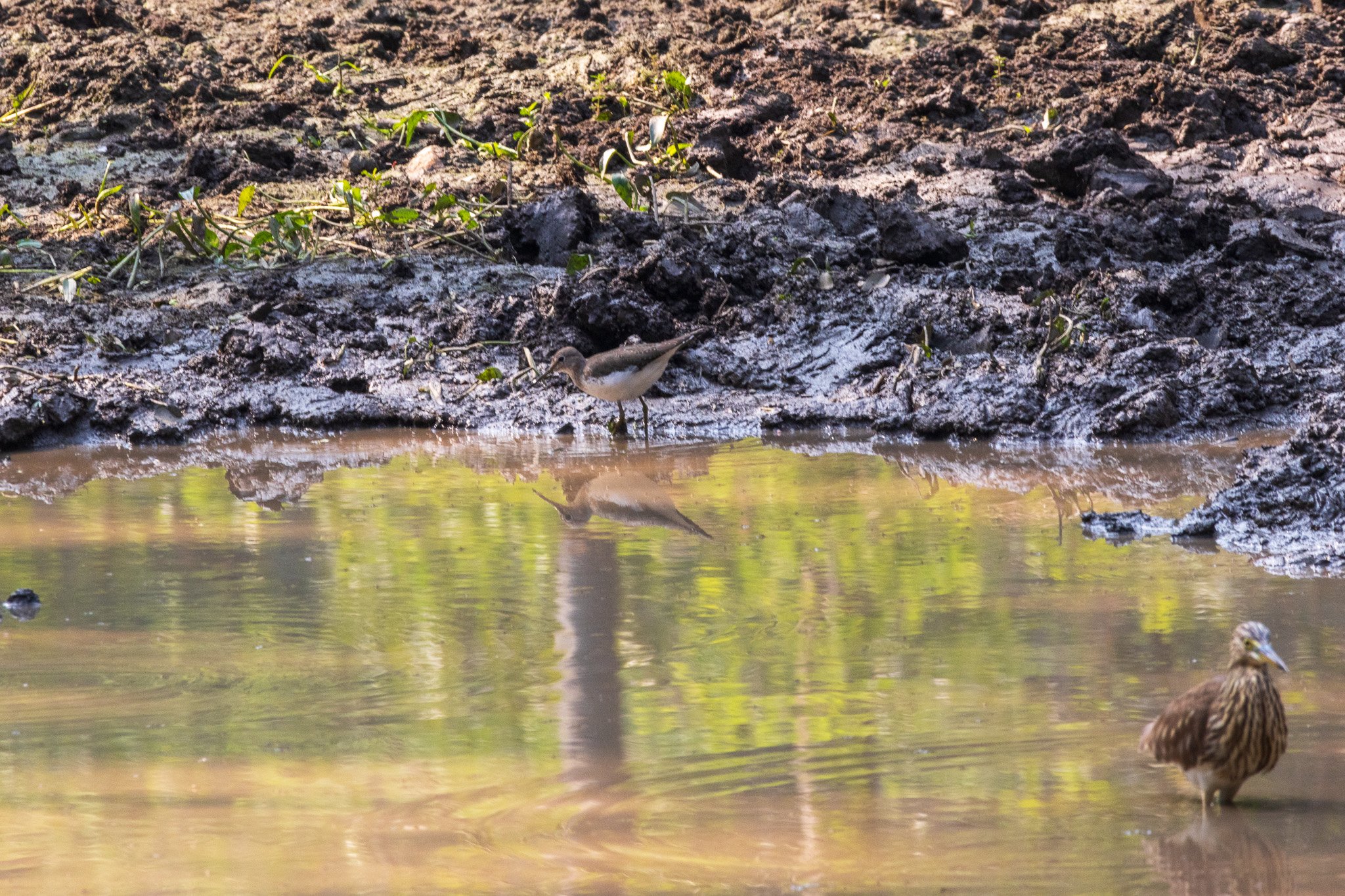 _india_18nov2023_pench190.jpg
