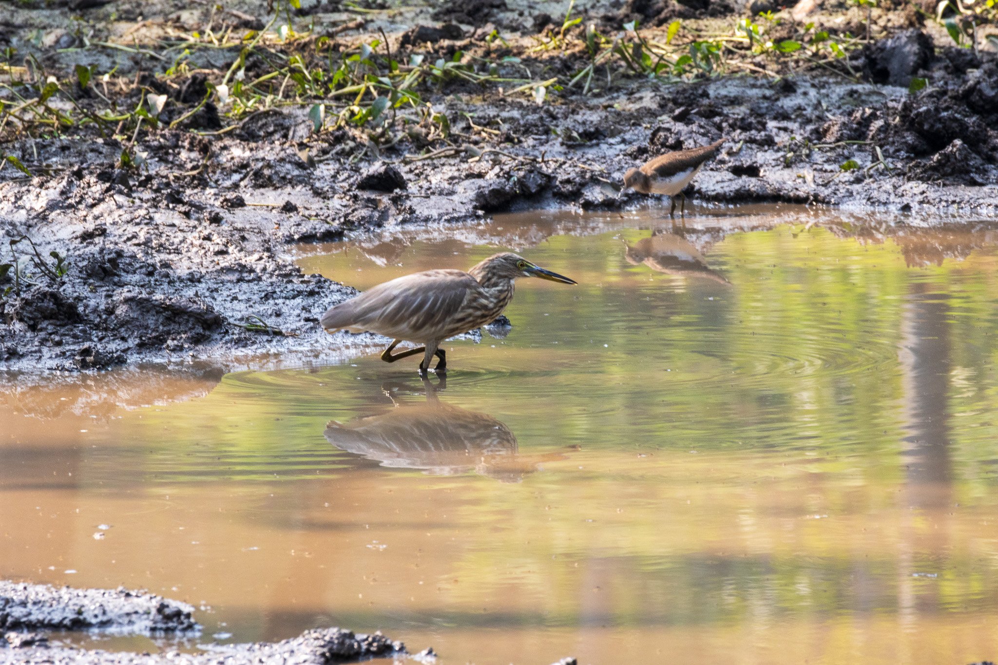 _india_18nov2023_pench193.jpg