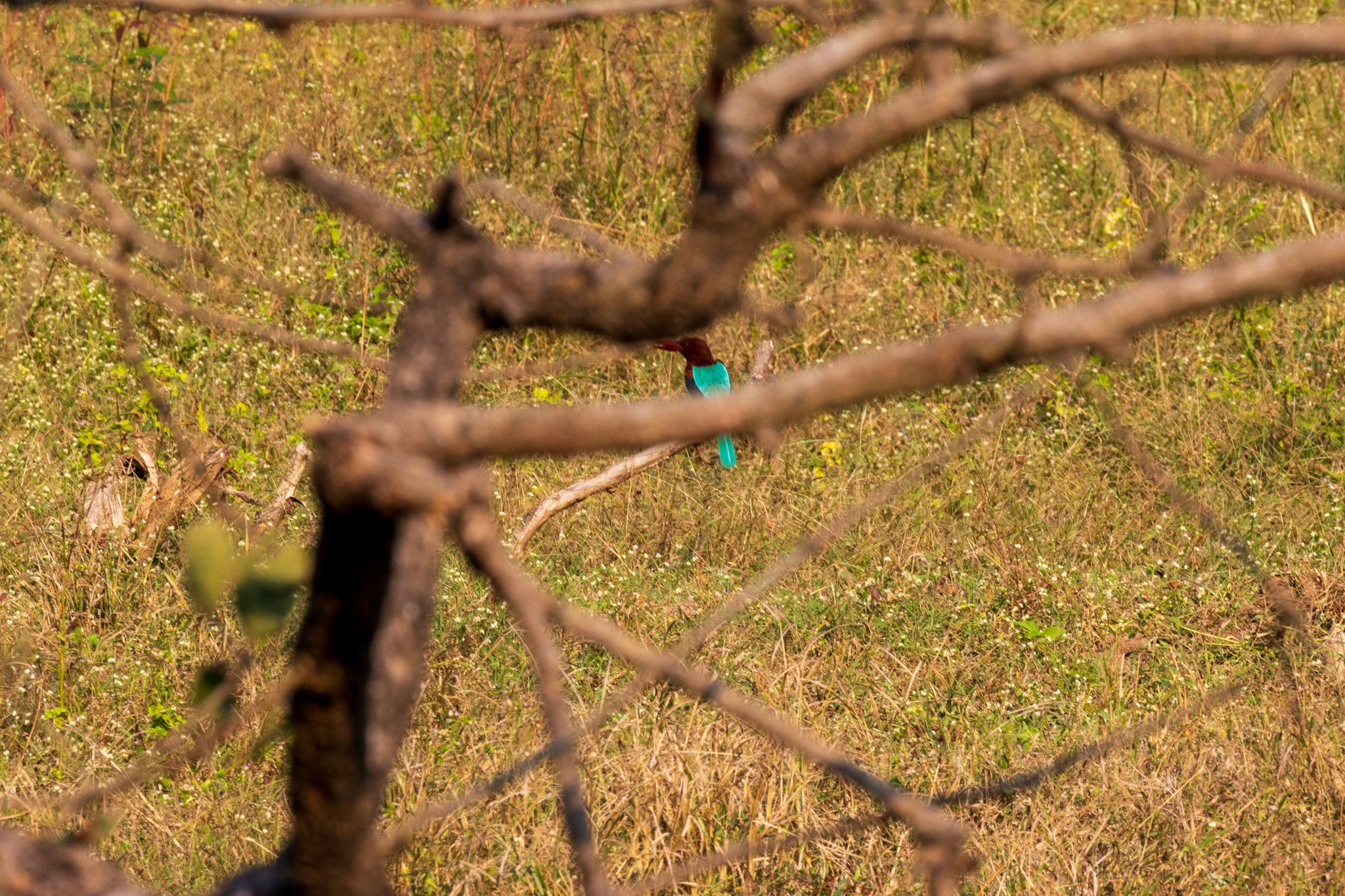 _india_18nov2023_pench20.jpg