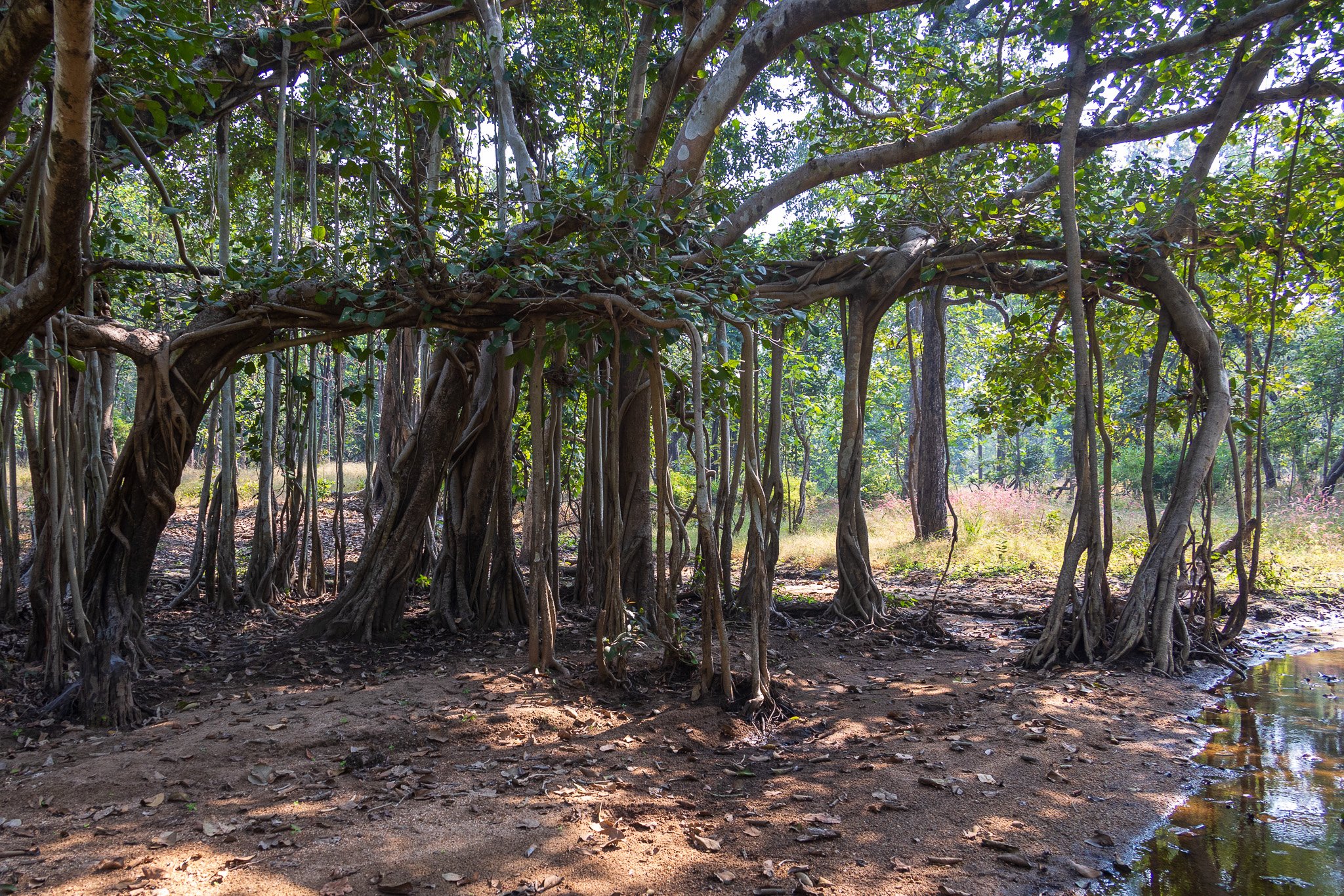 _india_18nov2023_pench205.jpg