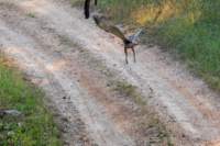 _india_18nov2023_pench23_small.jpg