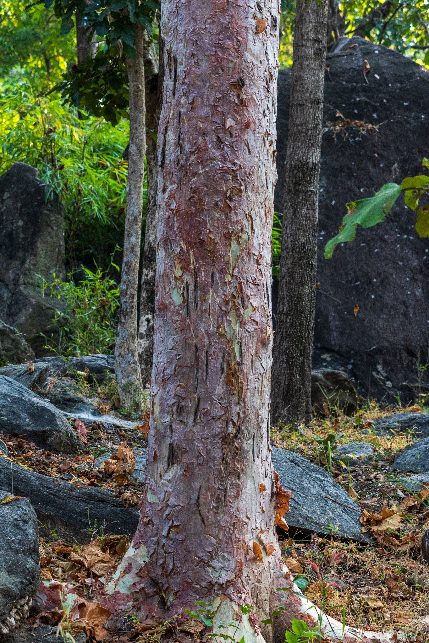 _india_18nov2023_pench28.jpg