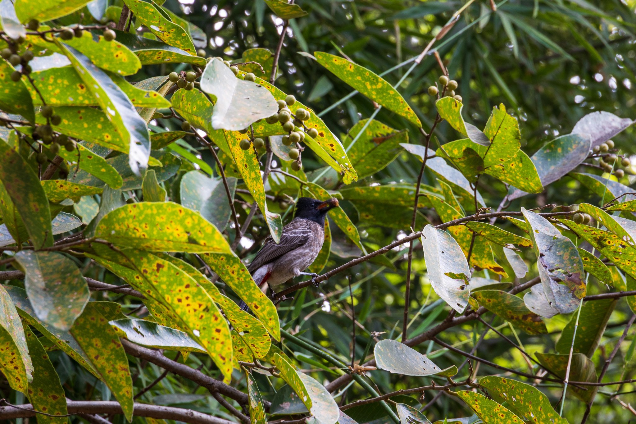 _india_18nov2023_pench3.jpg