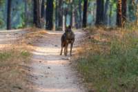 _india_18nov2023_pench33_small.jpg