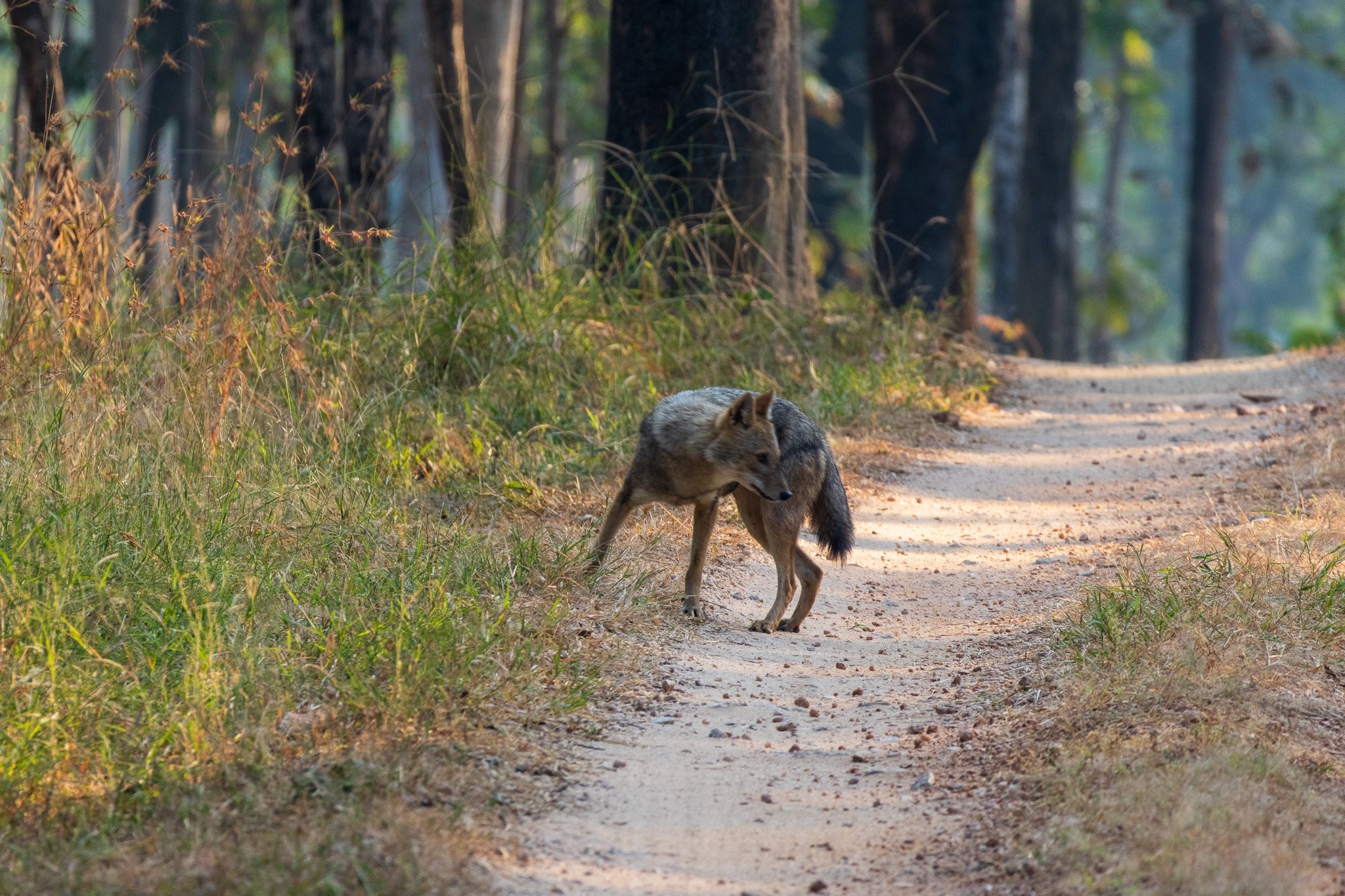 _india_18nov2023_pench34.jpg