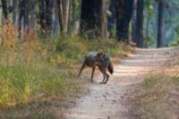 _india_18nov2023_pench34_small.jpg