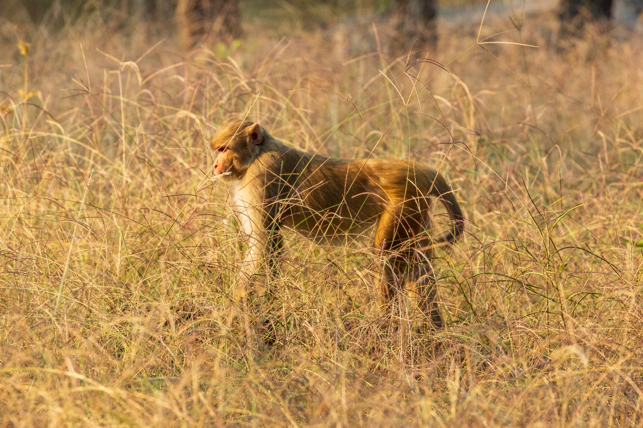 _india_18nov2023_pench38.jpg