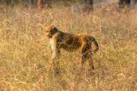 _india_18nov2023_pench38_small.jpg