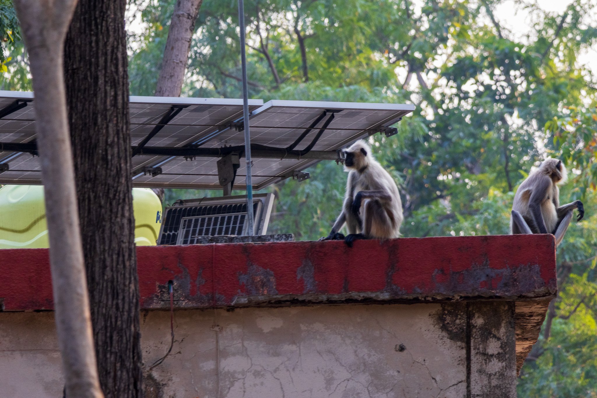 _india_18nov2023_pench40.jpg