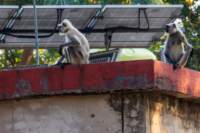 _india_18nov2023_pench41_small.jpg