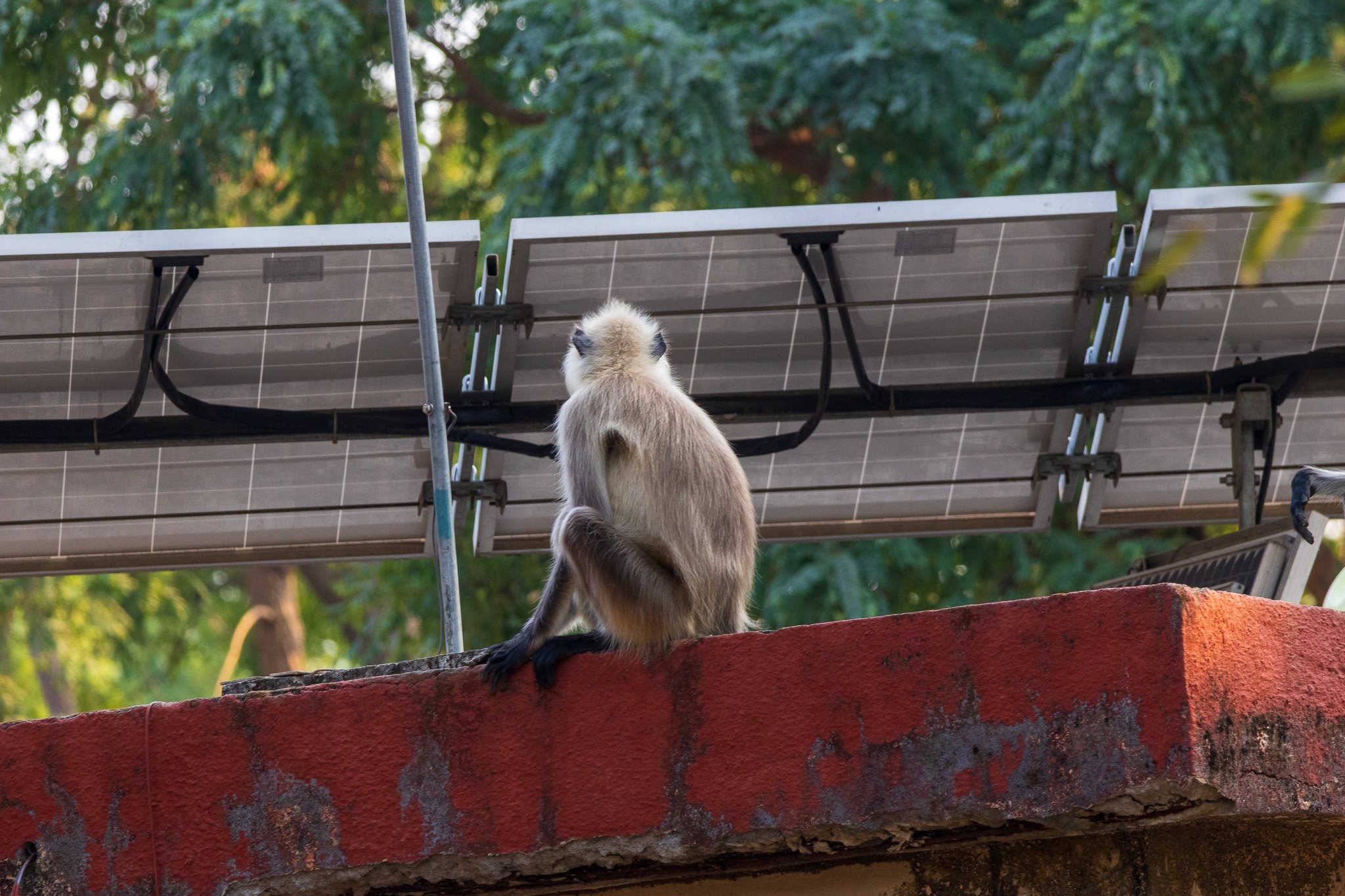 _india_18nov2023_pench42.jpg