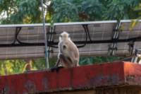 _india_18nov2023_pench42_small.jpg