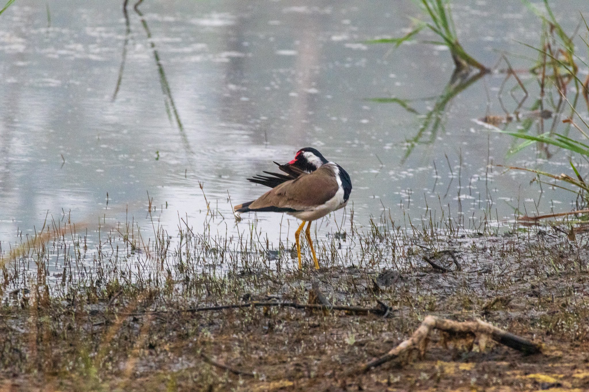_india_18nov2023_pench56.jpg