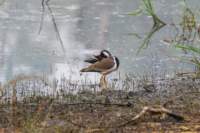 _india_18nov2023_pench56_small.jpg