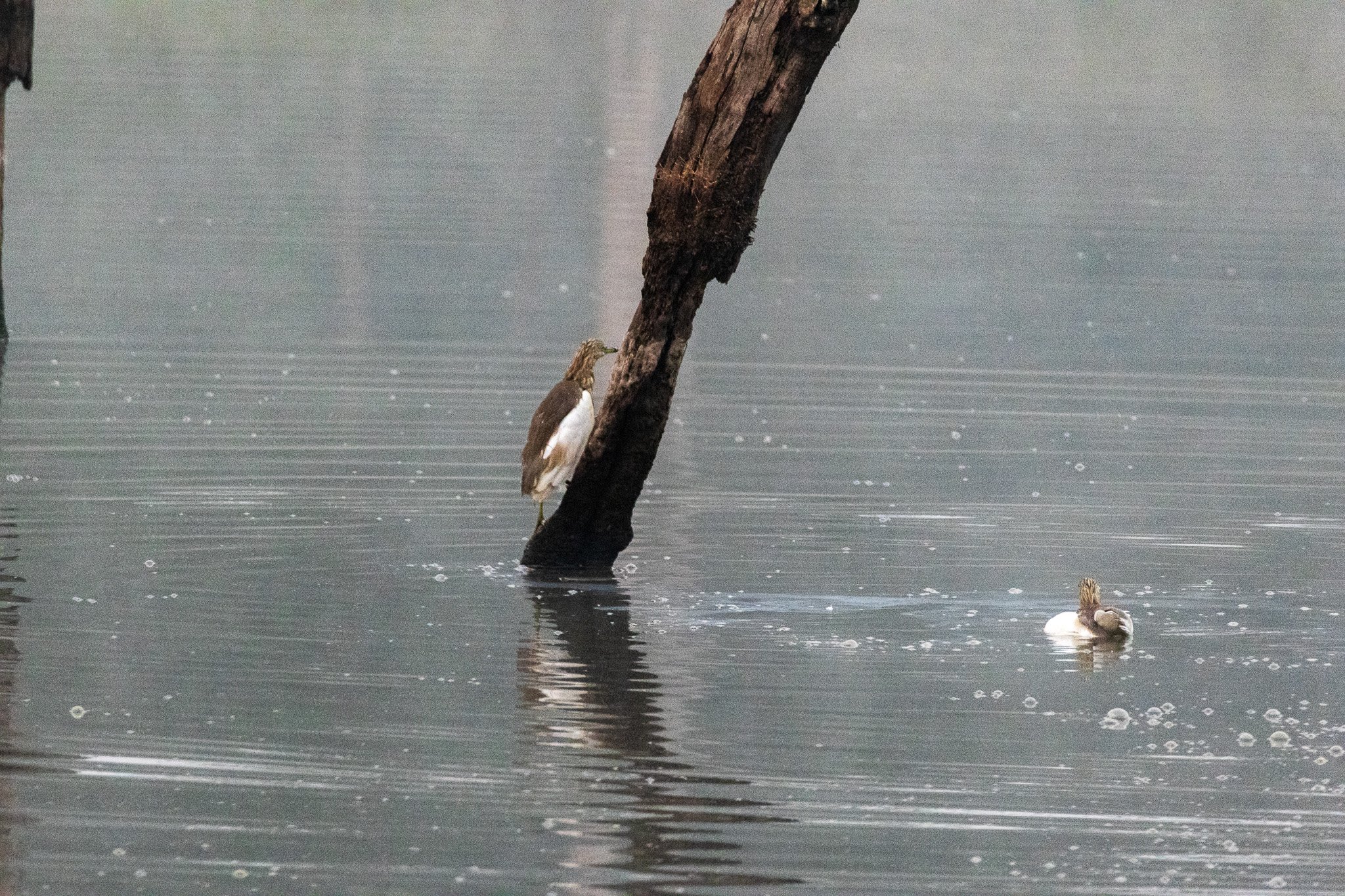 _india_18nov2023_pench64.jpg