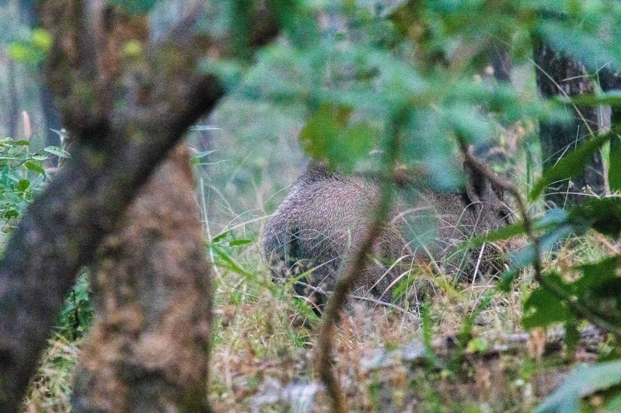 _india_18nov2023_pench70.jpg