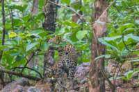 _india_18nov2023_pench71_small.jpg