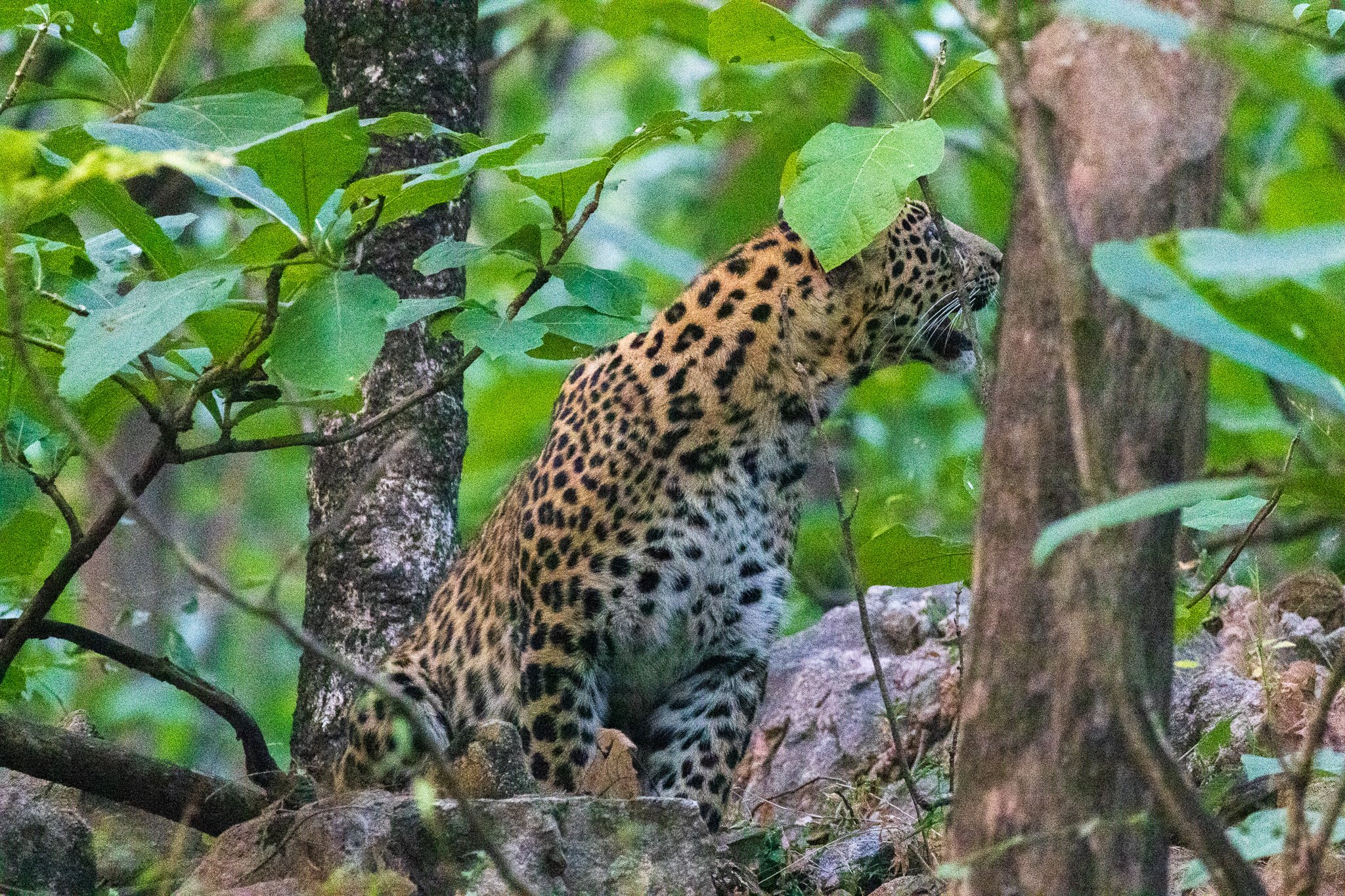 _india_18nov2023_pench75.jpg