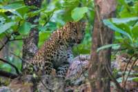 _india_18nov2023_pench76_small.jpg