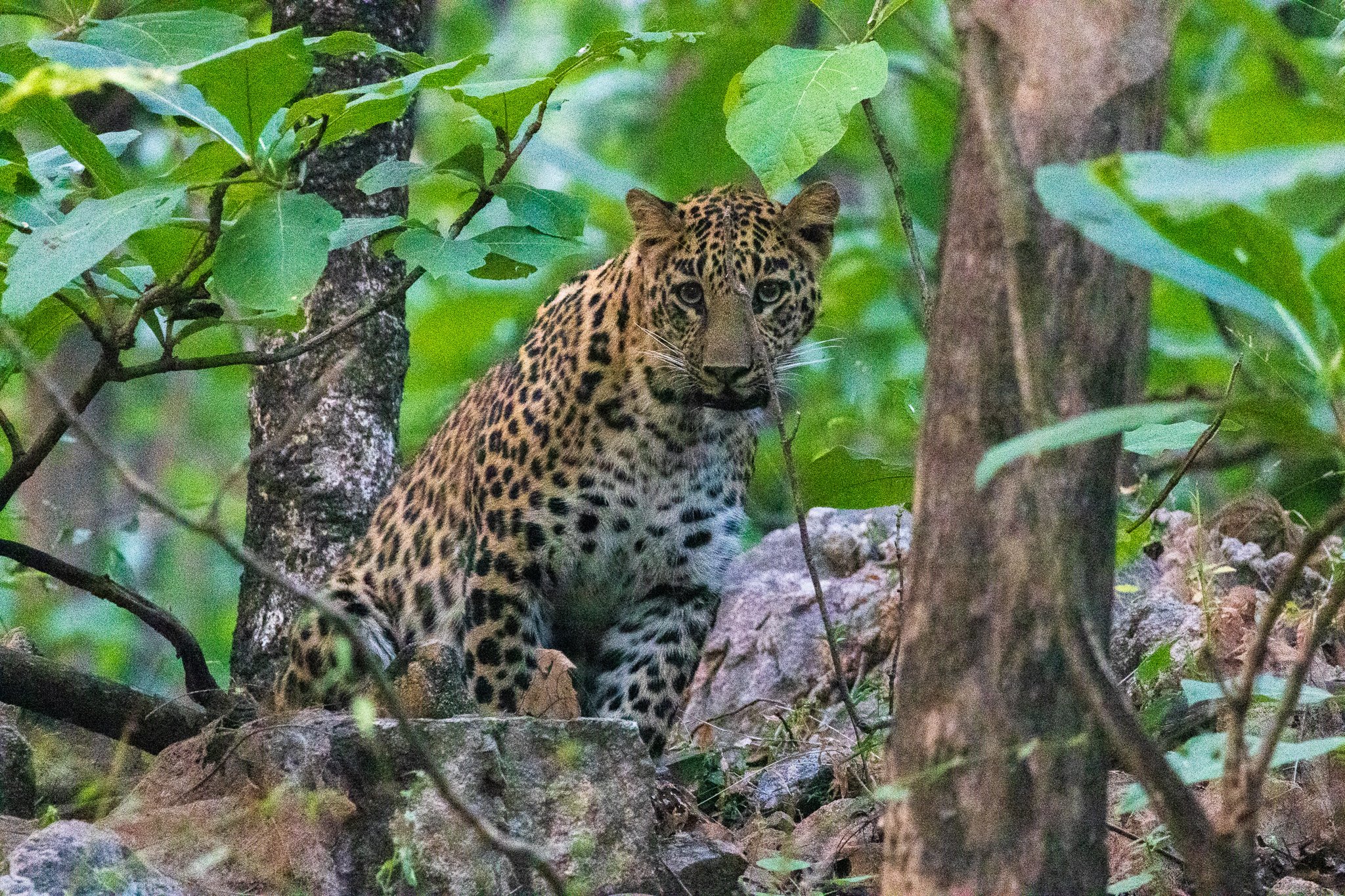 _india_18nov2023_pench77.jpg